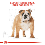 BHN-BULLDOG-INGLES-ADULT---ADULTO
