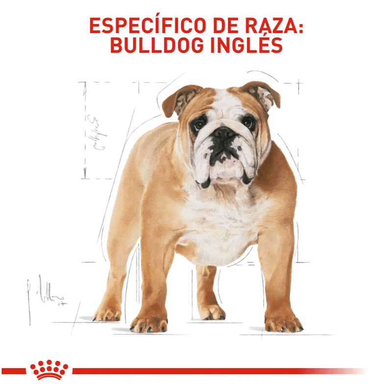 BHN-BULLDOG-INGLES-ADULT---ADULTO