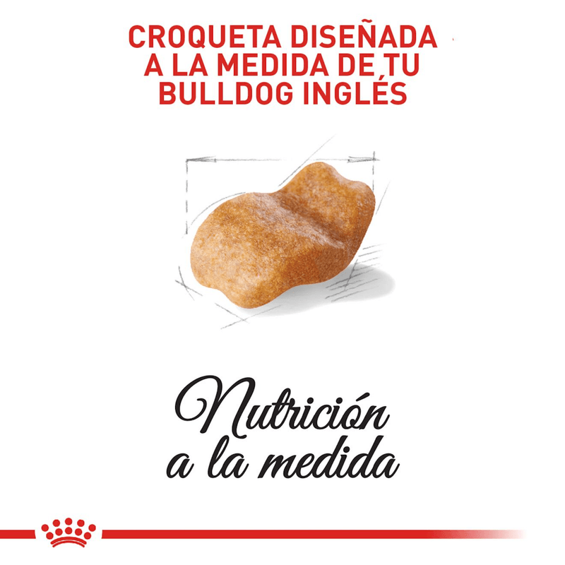 BHN-BULLDOG-INGLES-ADULT---CROQUETA
