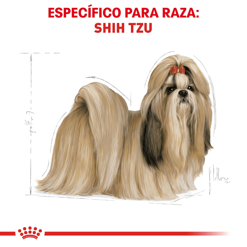 BHN-SHIH-TZU-ADULT---ADULTO