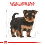 BHN-YORKSHIRE-PUPPY---CACHORRO