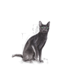 R361668---FHN-STERILISED37-FD-2KG--5-