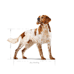 SHN MEDIUM ADULT - ADULTO