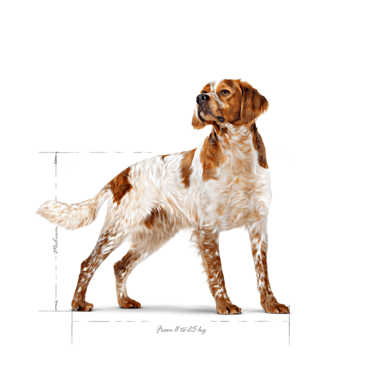 SHN MEDIUM ADULT - ADULTO