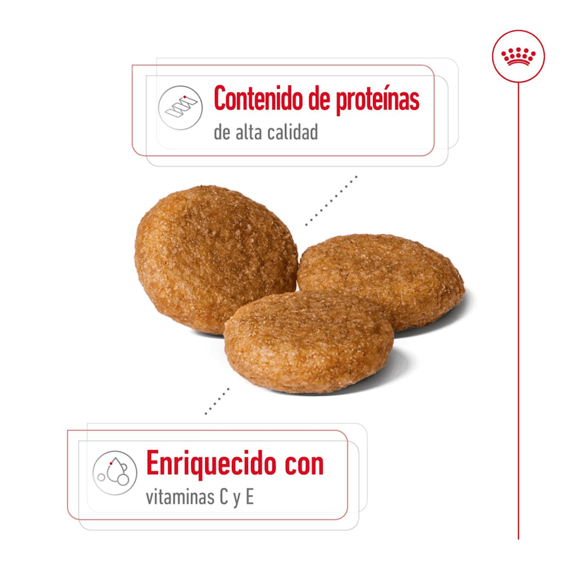 SHN MEDIUM ADULT - CROQUETA