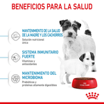SHN MINI STARTER M-B DOG - BENEFICIOS