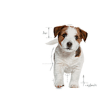 SHN MINI PUPPY - CACHORRO