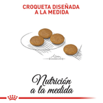 CCN-MINI-DERMA---CROQUETA