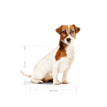SHN MINI ADULT+8 - ADULTO