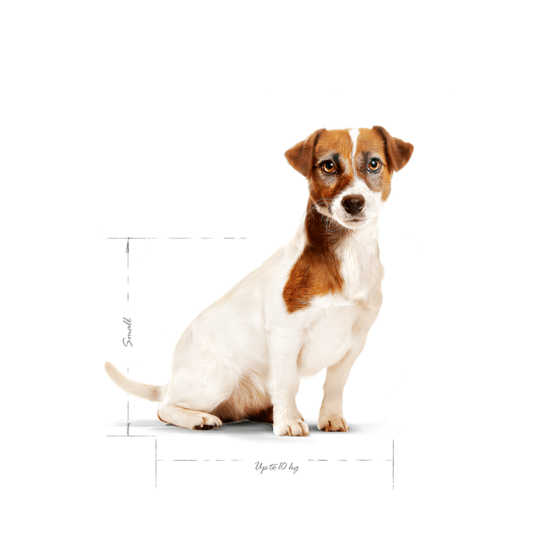 SHN MINI ADULT+8 - ADULTO