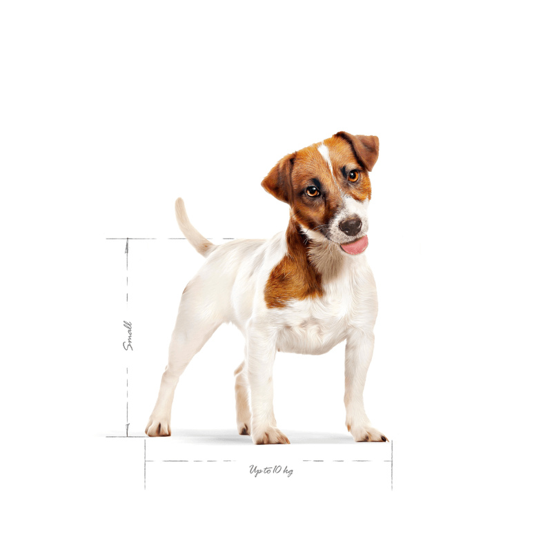 SHN MINI ADULT - ADULTO
