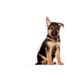 SHN MAXI PUPPY - CACHORRO