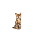 R361667---FHN-KITTEN-STERIL-FD-2KG--5-