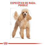 BHN-POODLE-ADULT---ADULTO