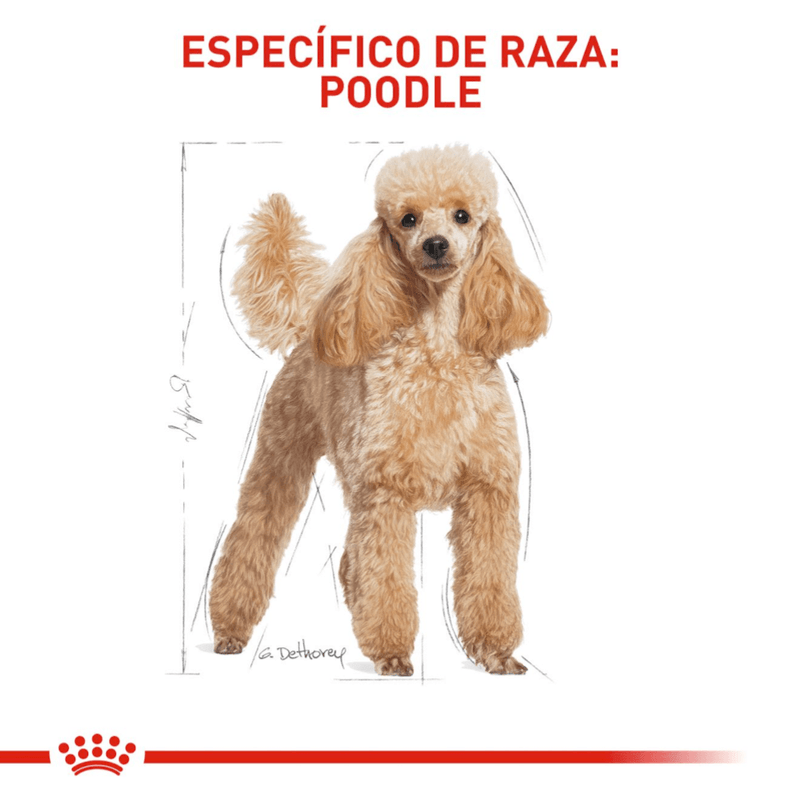 BHN-POODLE-ADULT---ADULTO