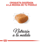 BHN-POODLE-ADULT---CROQUETA
