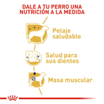 BHN-POODLE-ADULT---NUTRICION-A-LA-MEDIDA