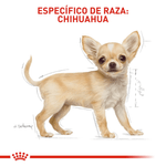 BHN-CHIHUAHUA-PUPPY---CACHORRO