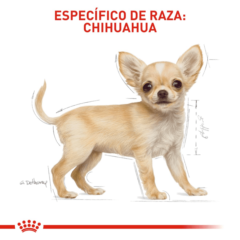 BHN-CHIHUAHUA-PUPPY---CACHORRO