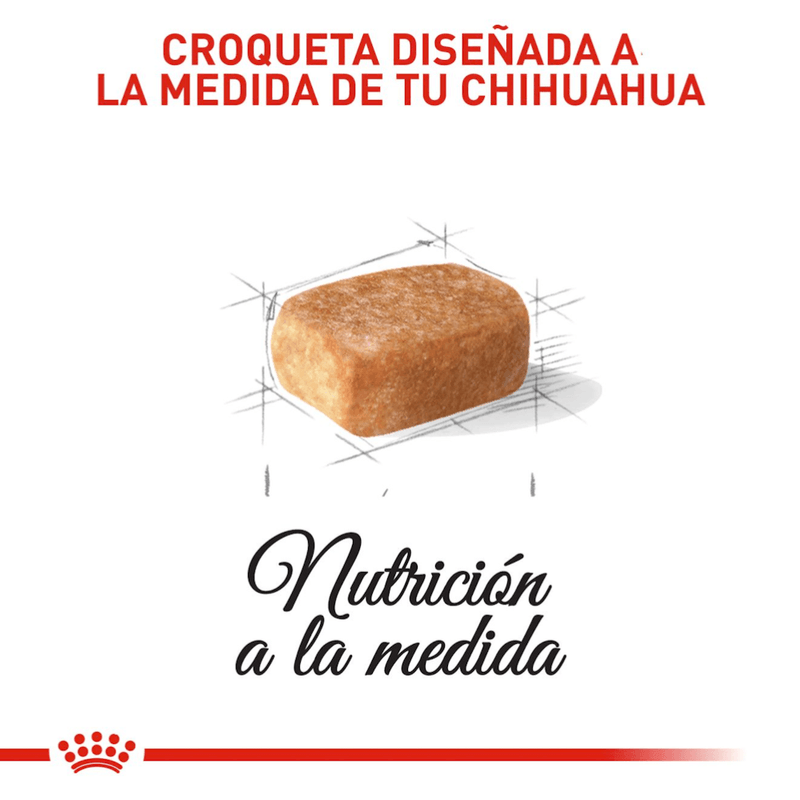 BHN-CHIHUAHUA-PUPPY---CROQUETA