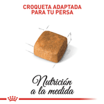 R376410---FBN-PERSIAN-KITTEN-FD-4KG--5-