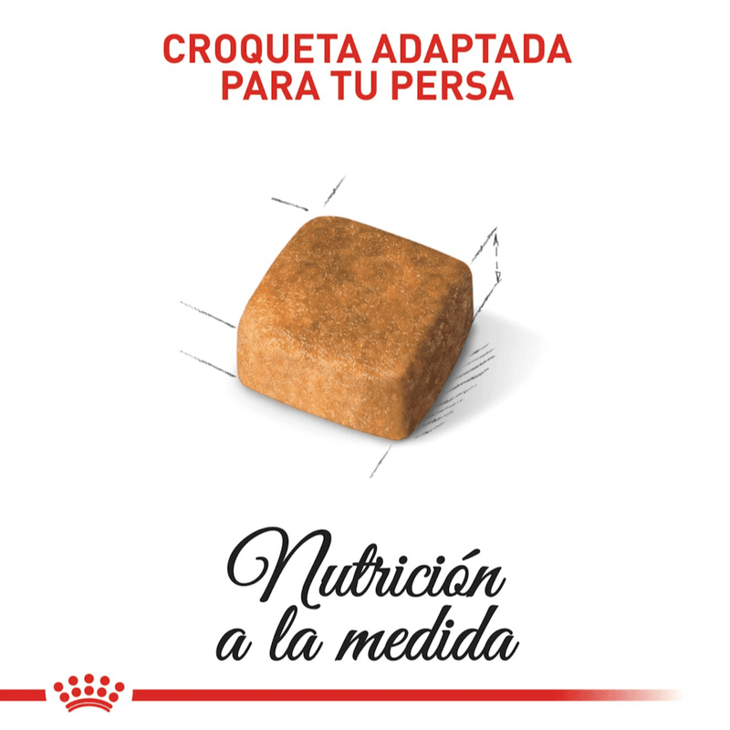 R376410---FBN-PERSIAN-KITTEN-FD-4KG--5-