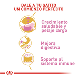 R376410---FBN-PERSIAN-KITTEN-FD-4KG--3-