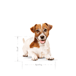 SHN-MINI-AGEING--12---AGEING