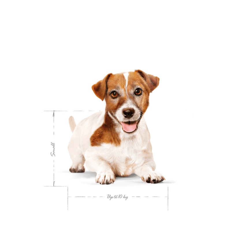 SHN-MINI-AGEING--12---AGEING