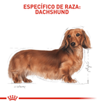 BHN DACHSHUND ADULT - ADULTO