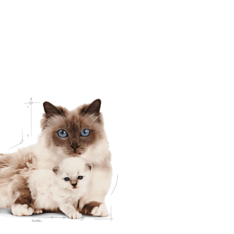 R448309---FHN-MOTHER-BABYCAT-FD-2KG--5-