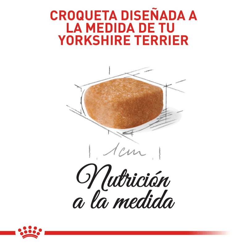 BHN-YORKSHIRE-PUPPY---CROQUETA