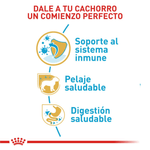 BHN-YORKSHIRE-PUPPY---COMIENZO-PERFECTO