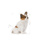 R448638---SHN-XSMALL-PUPPY-CD-1.5KG--2-