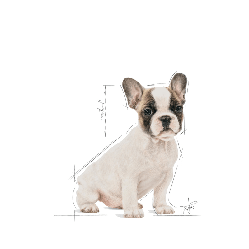 BHN-BULLDOG-FRANCES-PUPPY---CACHORRO