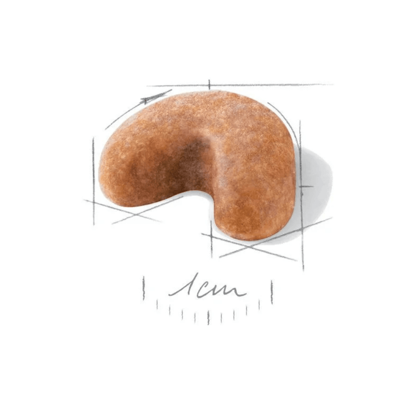 BHN-BULLDOG-FRANCES-PUPPY---CROQUETA