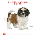 BHN-SHIH-TZU-PUPPY---CACHORRO