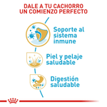 BHN-SHIH-TZU-PUPPY---COMIENZO-PERFECTO