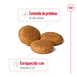 SHN-MEDIUM-ADULT---CROQUETA