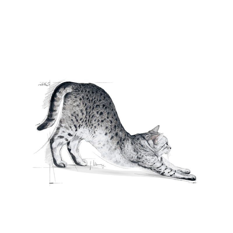 R448526---FHN-INDOOR27-FD-2KG--4-